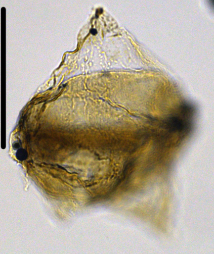 Cerodinium cpx cf wardenenseCward27X1001021001075b.jpg